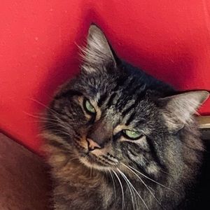 Meet your Posher, Iris